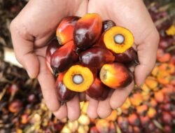 Harga CPO Melonjak, Dipicu Ekspektasi Ekspor Kuat dan Produksi yang Melambat