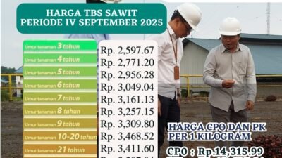 Harga TBS Kelapa Sawit Kalbar Periode IV September 2025 Naik