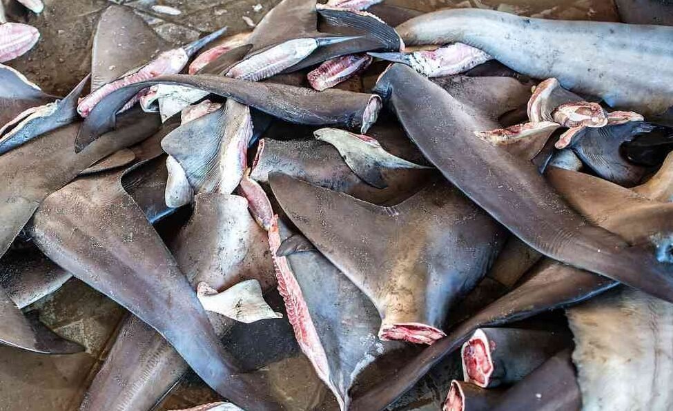 "Pasca insiden keracunan, MUI menjelaskan hukum mengonsumsi ikan hiu. Simak penjelasan lengkapnya berdasarkan Al-Qur'an dan Hadis."