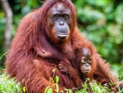 Misteri dan Kekayaan Alam Kalimantan Terancam Punah: Kisah Gajah Mini, Pesut, Orang Utan, dan Rangkong