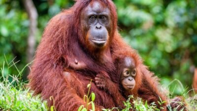 Misteri dan Kekayaan Alam Kalimantan Terancam Punah: Kisah Gajah Mini, Pesut, Orang Utan, dan Rangkong