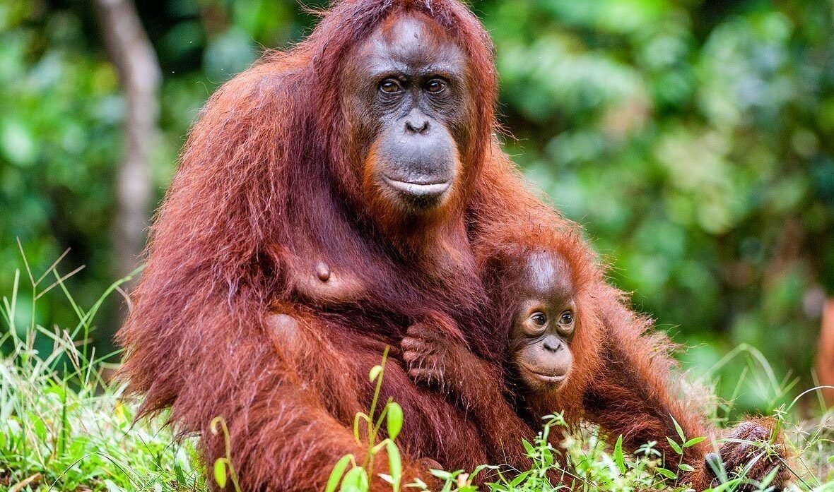 "Menjelajahi keunikan satwa liar di Pulau Kalimantan. Temukan fakta mengejutkan tentang gajah mini, lumba-lumba air tawar, orang utan, dan burung rangkong yang terancam punah. (Dok. Faktakalbar.id)"