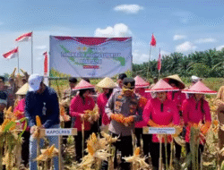 Sukses Panen Raya Jagung di Singkawang: Langkah Nyata Perkuat Ketahanan Pangan Daerah