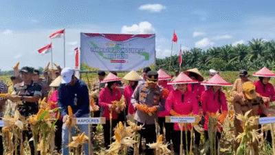 Sukses Panen Raya Jagung di Singkawang: Langkah Nyata Perkuat Ketahanan Pangan Daerah
