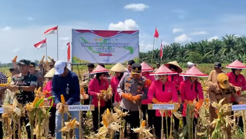 Suasana Gerakan Panen Raya Jagung Serentak di Singkawang, wujud nyata sinergi TNI-Polri dan kelompok tani untuk ketahanan pangan.