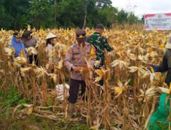 Panen Raya Jagung Hibrida Polsek Noyan Dorong Pemanfaatan Lahan Produktif