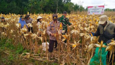 Kapolsek Noyan Iptu Gunawan Carda bersama warga saat memanen jagung hibrida dalam program ketahanan pangan di Desa Sungai Dangin, Sanggau.