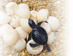 Polres Sambas Gagalkan Penyelundupan Telur Penyu, Barang Bukti akan Dimusnahkan