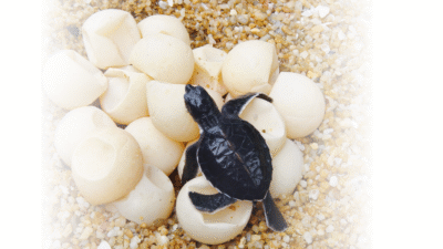 Polres Sambas Gagalkan Penyelundupan Telur Penyu, Barang Bukti akan Dimusnahkan