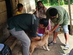 Kasus Rabies Meningkat di Kapuas Hulu, Pemerintah Gencarkan Vaksinasi Massal