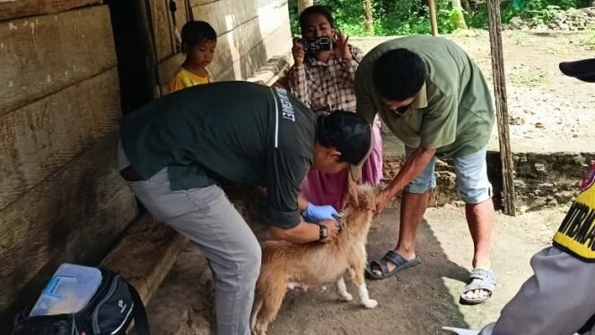 Ilustrasi - Petugas kesehatan hewan sedang memberikan vaksin rabies kepada seekor anjing dalam kegiatan vaksinasi massal yang diadakan di Kantor Karantina PLBN Badau.