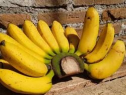 Stop Bad Mood! 5 Buah Segar Ini Jagoan Mengembalikan Suasana Hati