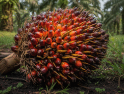 Harga TBS Kelapa Sawit Kalbar Naik, Capai Rp3.461,59 per Kg