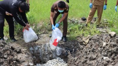 "telur penyu sambas"