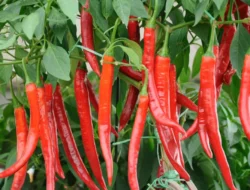 7 Cara Merawat Tanaman Cabai Agar Berbuah Banyak, Lebat, dan Besar