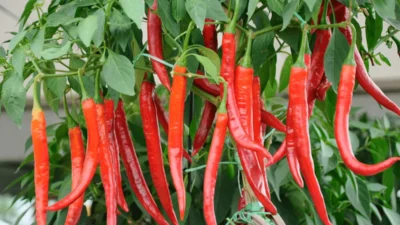 Tips Agar Tanaman Cabai Berbuah Lebat dan Besar