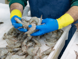 Ekspor ke AS Dihentikan, Harga Udang Vaname di Aceh Anjlok Drastis