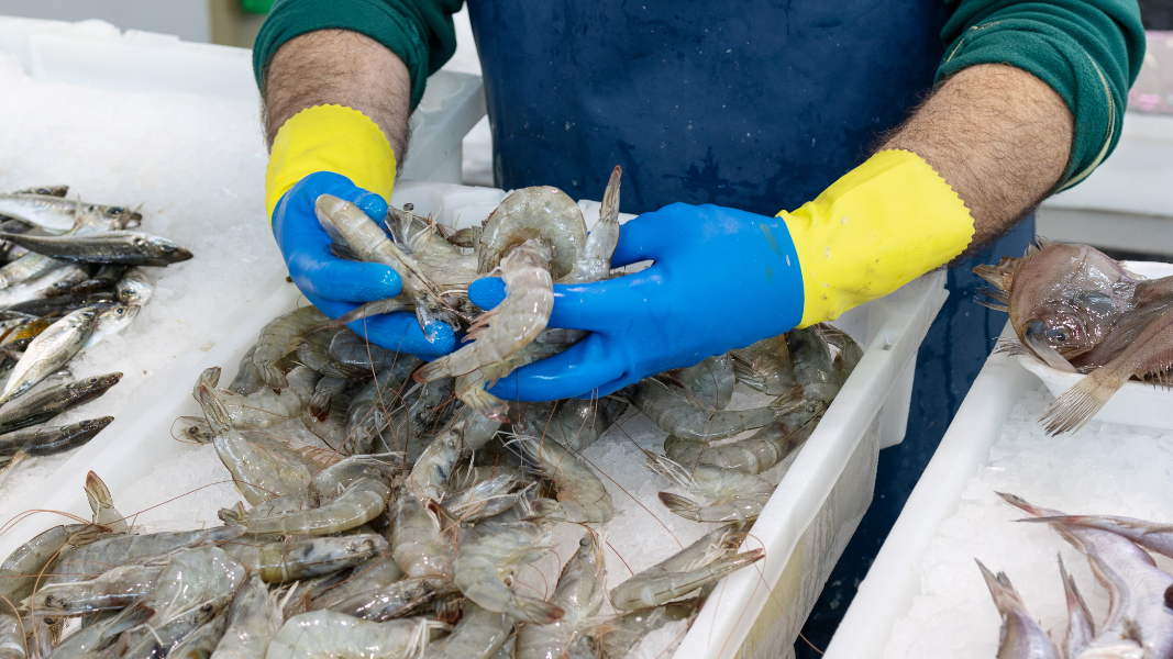 Ilustrasi Krisis harga udang vaname mengancam ribuan petambak di Aceh setelah ekspor ke pasar utama, Amerika Serikat, dihentikan sementara. (Dok. Ilustrasi/Faktakalbar.id)