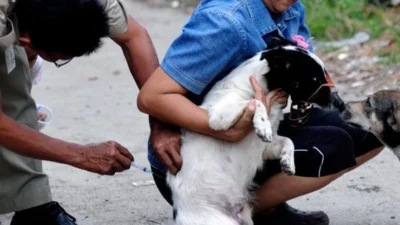 Seorang petugas kesehatan hewan sedang memberikan vaksin rabies kepada seekor anjing. (Dok. Ist)