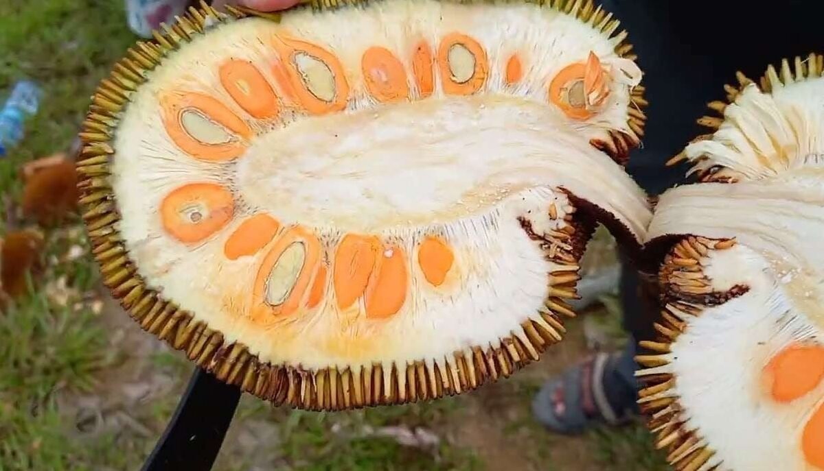 "Mulai petualangan rasa Anda di Kalimantan Barat! Cicipi 4 buah eksotis khas Borneo, dari Tampoi hutan yang langka hingga Mentawa yang unik."