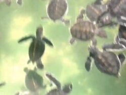 Jaga Penyu, Jaga Ekonomi: Pokdarwis Tanjung Api Harap Konservasi Sejahterakan Warga