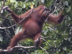 Laporan Auriga & Earthsight: Kayu Hasil Deforestasi Habitat Orang Utan Diduga Masuk Pasar Eropa