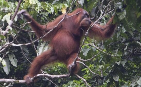 "Laporan investigasi Auriga Nusantara dan Earthsight mengungkap kayu hasil deforestasi habitat orang utan di Kalimantan diduga masuk ke rantai pasok pasar Eropa."