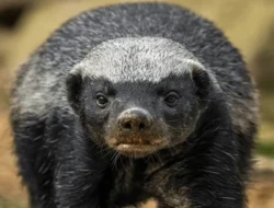 Honey Badger: Peraih Guinness World Record sebagai Hewan Paling Tak Kenal Takut