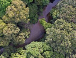 Benteng Terakhir Hutan Kalbar: 117 Ribu Hektare Kini Dijaga Masyarakat Adat