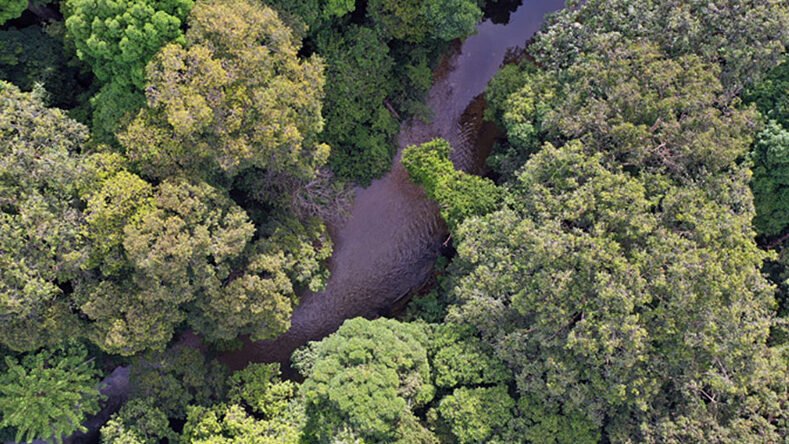 "Seluas 117.717 hektare hutan di Kalimantan Barat kini menjadi benteng pertahanan baru melawan deforestasi setelah ditetapkan sebagai 32 Hutan Adat yang dijaga masyarakat."