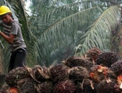 Malaysia Dapat Tarif Sawit 0%, Pengamat: Ini yang Harus Dilakukan Indonesia