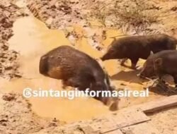 Jalan Rusak di Sintang Jadi ‘Kubangan Babi’, Warga Protes Melalui Video