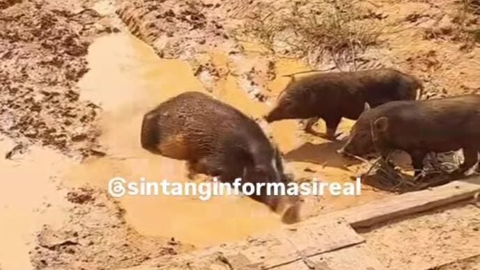 "Warga di Ketungau, Sintang, memprotes kondisi jalan yang rusak parah dengan merekam video yang menunjukkan babi berkubang di jalanan. Keluhan ini ditujukan kepada pemerintah daerah."