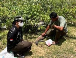Diduga Ditabrak, Seekor Komodo Ditemukan Tewas di Jalan Golo Mori