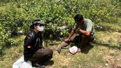 Diduga Ditabrak, Seekor Komodo Ditemukan Tewas di Jalan Golo Mori