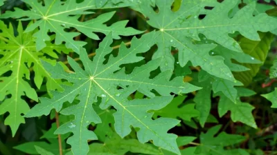 "Pahit tapi berkhasiat, daun pepaya punya banyak manfaat. Simak 4 khasiat utama daun pepaya, dari atasi DBD, lancarkan pencernaan, hingga tingkatkan imunitas."