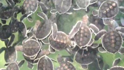 "Aksi konservasi akbar di Sambas, Pokdarwis Tanjung Api melepas 20.000 tukik secara bertahap. Pelepasan terbanyak tahun ini melibatkan pelajar. "