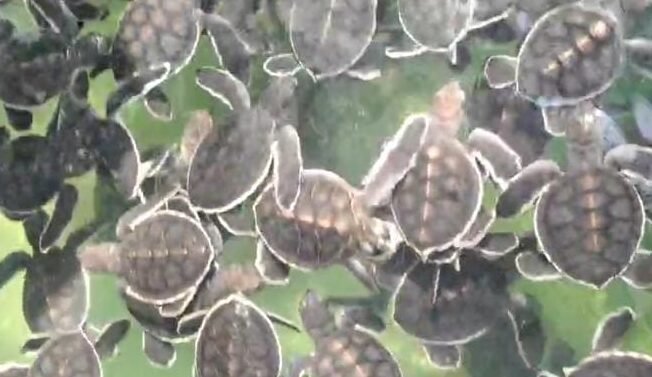 "Aksi konservasi akbar di Sambas, Pokdarwis Tanjung Api melepas 20.000 tukik secara bertahap. Pelepasan terbanyak tahun ini melibatkan pelajar. "