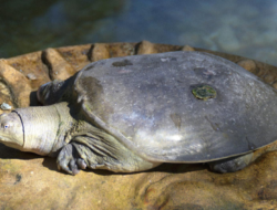 Penyu, Kura-kura, dan Labi-labi Itu Sama atau Beda? Ini Jawabannya