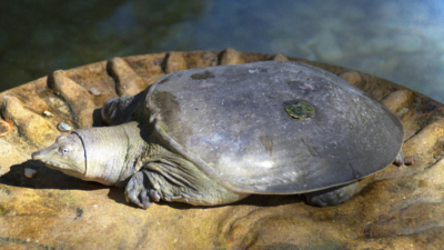"Serupa tapi tak sama. Kenali perbedaan mendasar antara penyu, kura-kura, dan labi-labi berdasarkan habitat, bentuk tempurung, dan bentuk kakinya."