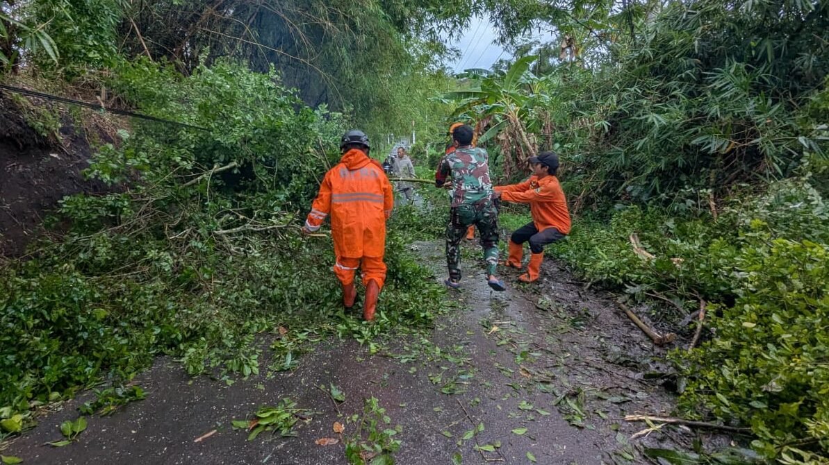 Personel BPBD Kabupten Bondowoso melakukan pembersihan material terdampak cuaca ekstrem/angin kencang yang terjadi di Kabupaten Bondowoso, Jawa TImur pada Kamis (23/10). Sumber Foto: BPBD Kabupaten Bondowoso.