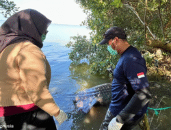 Mati Terdampar di Bekasi, Hiu Paus Dikuburkan Warga Pakai Kafan