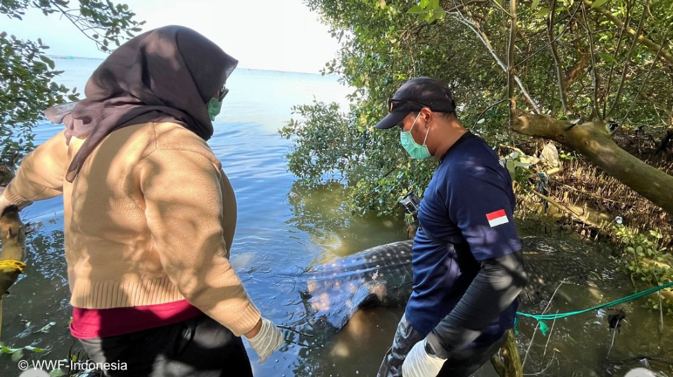Warga Desa Pantai Bahagia, Bekasi, saat menangani bangkai hiu paus jantan yang mati terdampar sebelum dikuburkan secara layak. (Dok. WWF Indonesia)