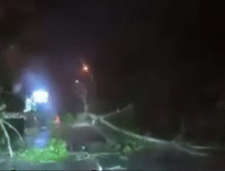 Diterjang Angin Kencang, Pohon Besar Tumbang Blokir Jalan Ayani 2 Kubu Raya