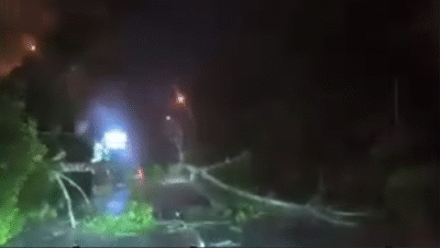 Diterjang Angin Kencang, Pohon Besar Tumbang Blokir Jalan Ayani 2 Kubu Raya