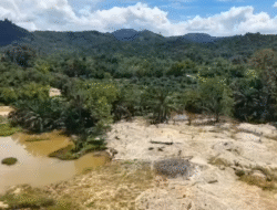 Ubah Lahan Bekas Tambang Jadi Ladang Jagung, Polres Bengkayang Panen Pujian