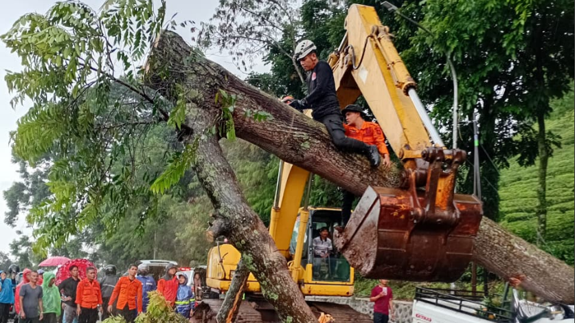 Personil BPBD Kabupaten Subang melakukan pembersihan pada sejumlah pohon tumbang akibat terjangan angin kencang yang melanda wilayah Kabupaten Subang, Provinsi Jawa Barat, pada Rabu (22/10). (Dok. BPBD Kabupaten Subang)