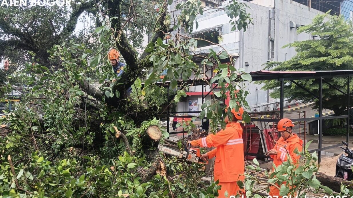 Personil BPBD Kabupaten Bogor melakukan pembersihan pada sejumlah pohon tumbang akibat terjangan angin kencang yang melintasi wilayah Kabupaten Bogor pada Selasa (7/10). Foto: BPBD Kabupaten Bogor