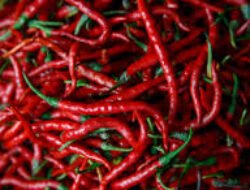 Harga Cabai Meroket, Pemerintah Ajak Warga Tanam Sendiri di Rumah