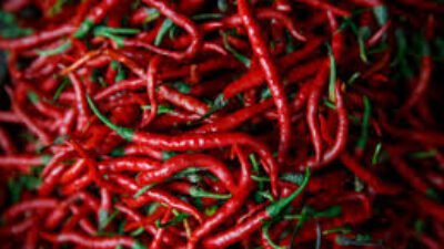 "Harga cabai meroket di 514 daerah akibat masalah distribusi. Pemerintah mendorong gerakan tanam cabai di rumah sebagai solusi untuk menekan harga."